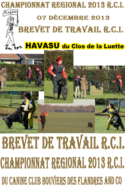HAVASU © Elevage de bouviers des flandres du Clos de la Luette specialisé pour le bouvier des flandres Copyrigth depose